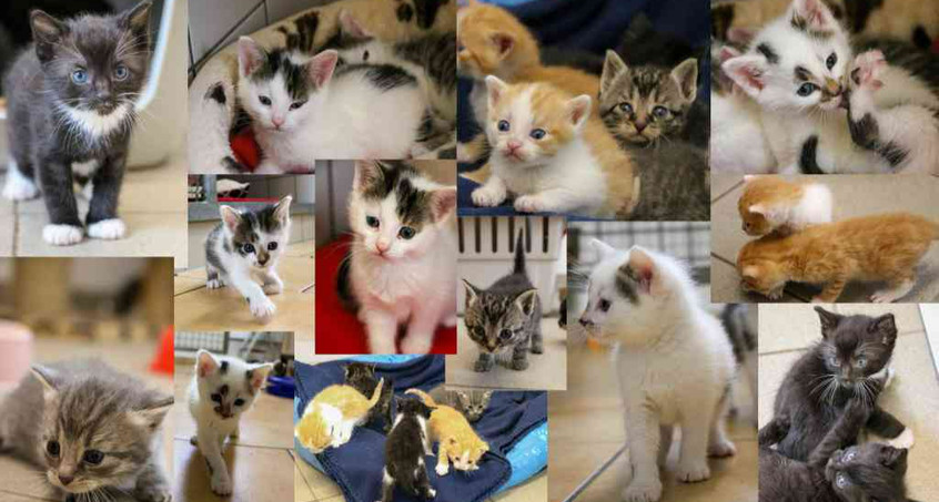 30 Katzenbabys warten im Tierheim Ilmenau auf ein neues Zuhause