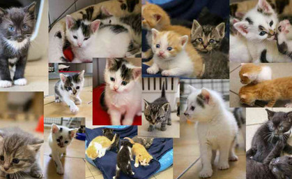 30 Katzenbabys warten im Tierheim Ilmenau auf ein neues Zuhause
