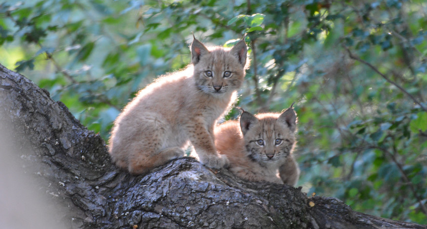 Luchs-Nachwuchs im Wildkatzendorf