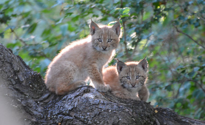 Luchs-Nachwuchs im Wildkatzendorf