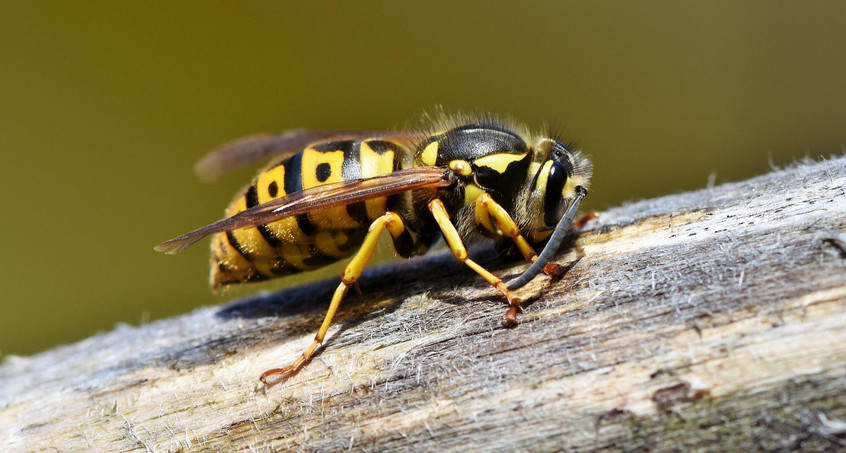 Wespen haben in den nächsten Wochen Hochsaison 