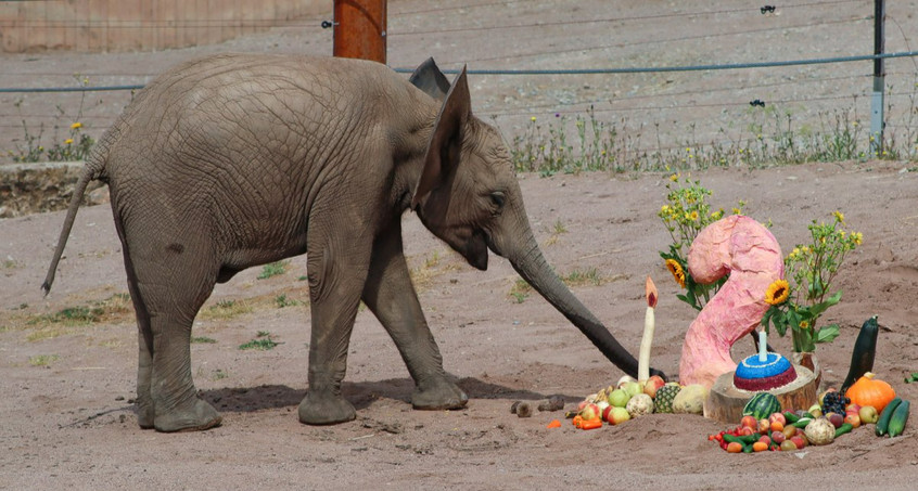 Erfurter Elefantenkind feiert zweiten Geburtstag