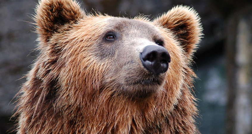 Bärenpark bittet um Obst-Spenden für den Bärenhunger