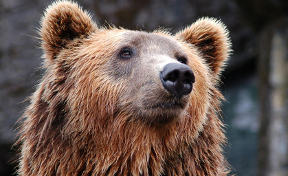 Bärenpark bittet um Obst-Spenden für den Bärenhunger