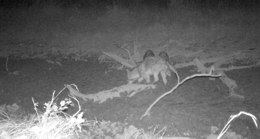 Wolfsnachwuchs in Thüringen