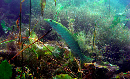 Schwimmbagger soll Fische in der Talsperre Seebach retten 