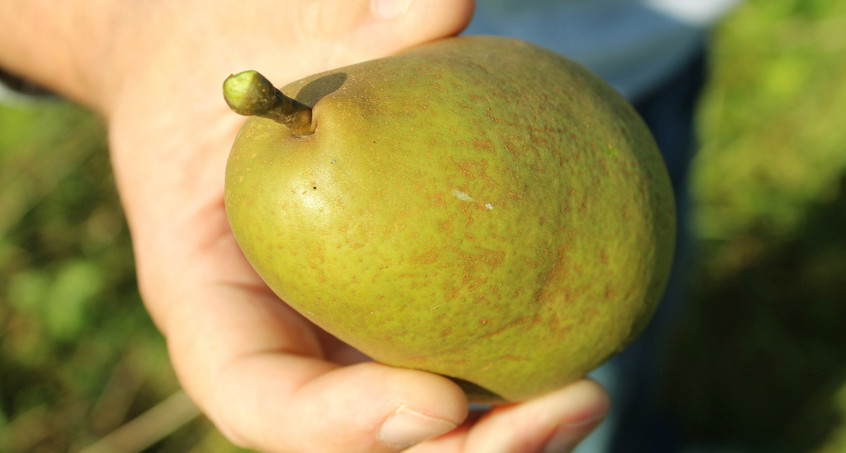 Obst-Ernte für alle! - Stadt gibt kommunale Obstbäume frei  