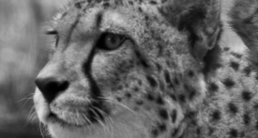 Tod von Geparden im Zoo Erfurt - Todesursache bekannt