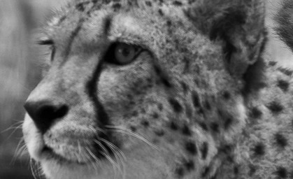 Tod von Geparden im Zoo Erfurt - Todesursache bekannt