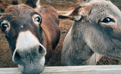 Von Leih-Eseln und Gesellschaftsschweinchen - immer mehr Tiere kann man mieten 