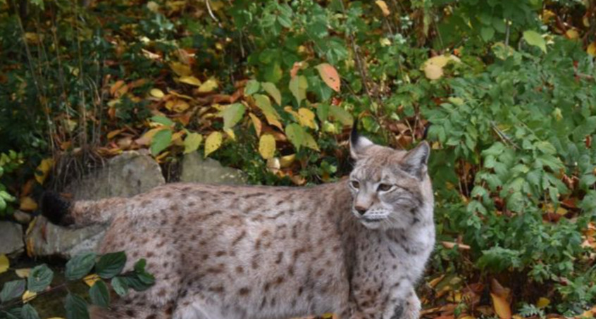 Happy End für Luchs-Dame Elba im Bärenpark Worbis