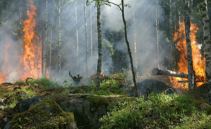 Waldbrände im Thüringen Forst so ausgedehnt wie noch nie