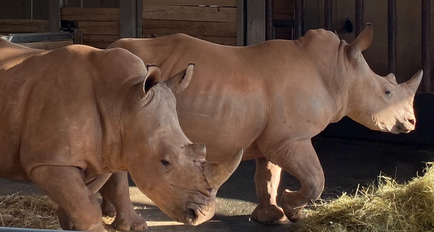 Stella und Lotti zeigen sich zum ersten Mal der Öffentlichkeit