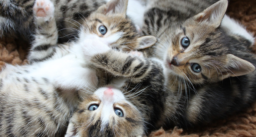 Über 20 Katzen suchen ganz dringend neues Heim 