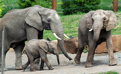 Zoopark Erfurt freut sich auf Elefantennachwuchs
