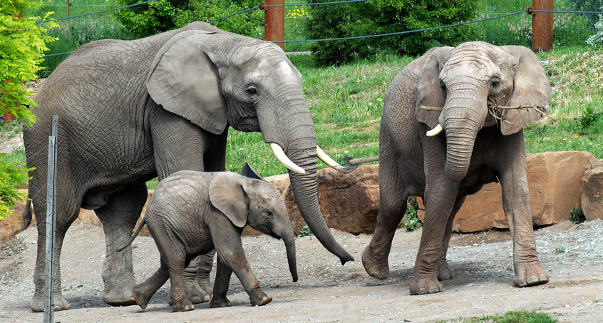 Zoopark Erfurt freut sich auf Elefantennachwuchs