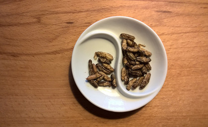 Grille, Heuschrecke & Co. - Neue EU-Verordnung für Insekten im Essen