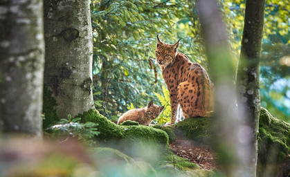 Bundesweit dritte LuchsWald-Auszeichnung für Wald bei Jena