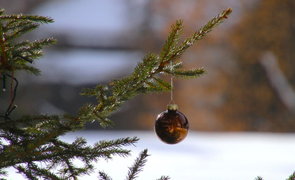 Sömmerda sucht den Weihnachtsbaum