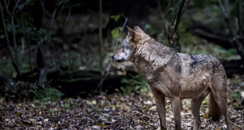 Wolfsfallen werden boykottiert