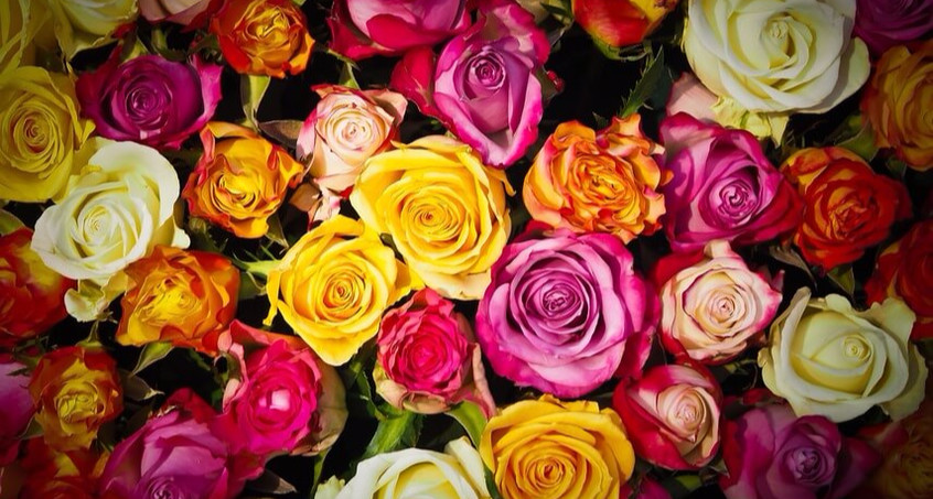 "Fair-Trade-Rosen" zum Frauentag in Schmalkalden