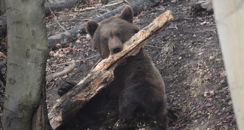 Bärenpark Worbis bereitet sich auf das Frühjahr vor 