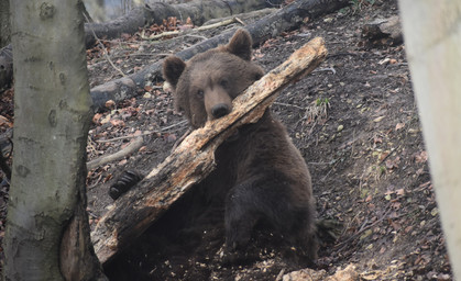 Bärenpark Worbis bereitet sich auf das Frühjahr vor 