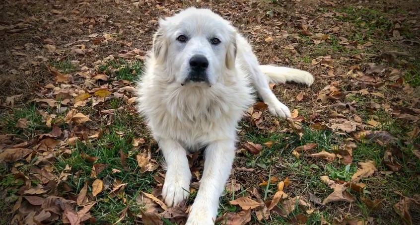 Drei Tage alte Hundewelpen und ihre Mutter gestohlen