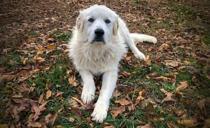 Drei Tage alte Hundewelpen und ihre Mutter gestohlen