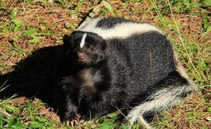 Stinktiere aus Tierpark Gera entlaufen