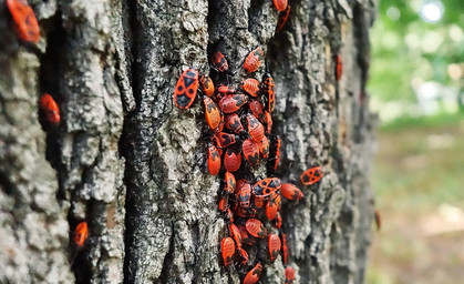 Insektensterben in den Wäldern nimmt zu