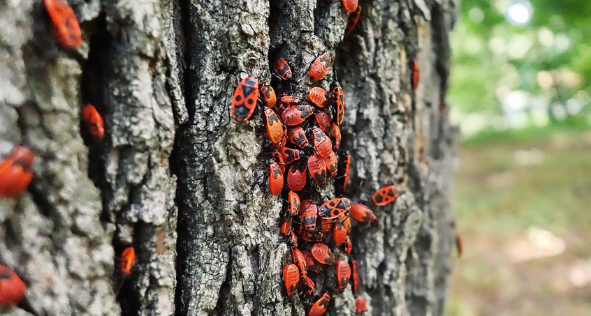 Insektensterben in den Wäldern nimmt zu