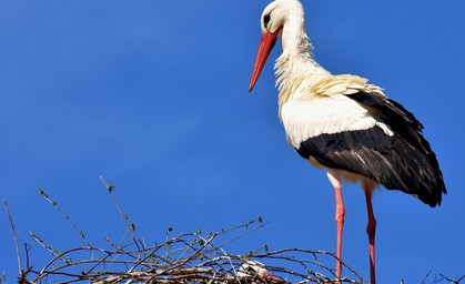 Storch nistet auf Funkturm in Themar