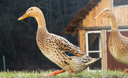 "Quak-napping" - Unbekannte stehlen sieben Enten von Grundstück 