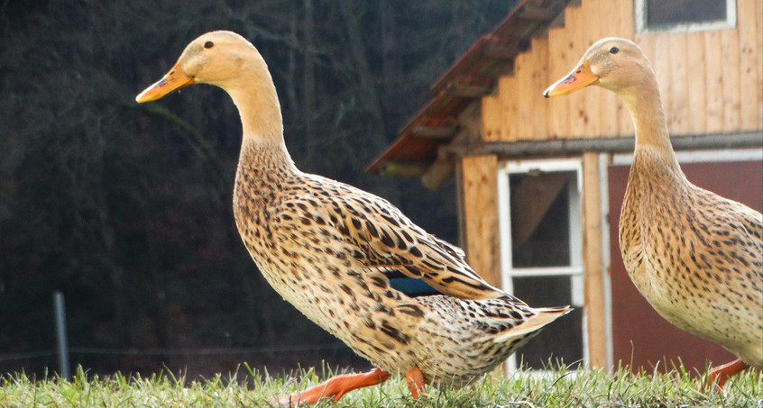"Quak-napping" - Unbekannte stehlen sieben Enten von Grundstück