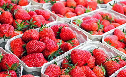Thüringer Erdbeersaison ist gestartet - So sind die Preise zum Erntestart