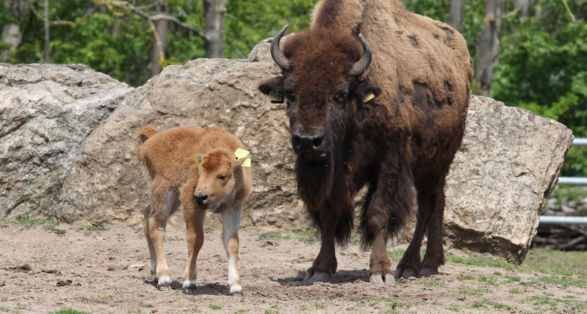 Erstes Bisonkalb des Jahres im Erfurter Zoo geboren