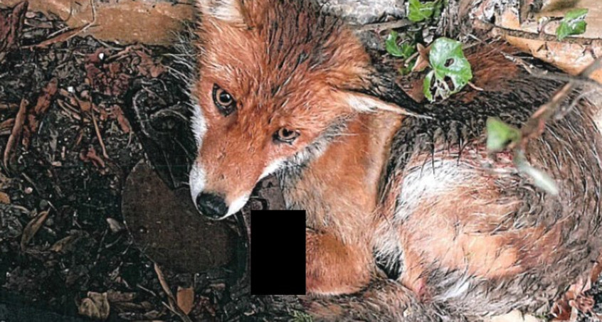 Zeugen gesucht: Fuchs tappt in grausame Schlagfalle