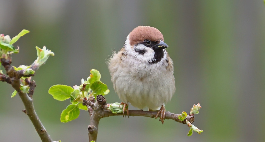 Piept's noch? Vogel-Zählaktion startet wieder