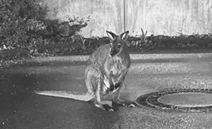 Känguru "Horst" wurde tot aufgefunden