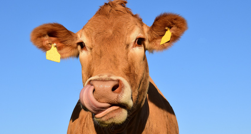 Kuh flüchtet vor Schlachter mit Sprung über Zaun - Auch Polizei kann sie nicht finden 