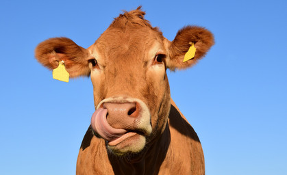 Kuh flüchtet vor Schlachter mit Sprung über Zaun - Auch Polizei kann sie nicht finden 