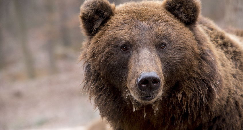 Bären auf dem Vormarsch: Wird Meister Petz auch in Deutschland heimisch 
