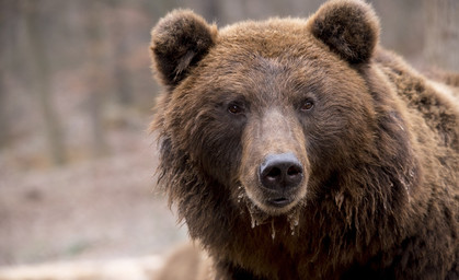 Bären auf dem Vormarsch: Wird Meister Petz auch in Deutschland heimisch 