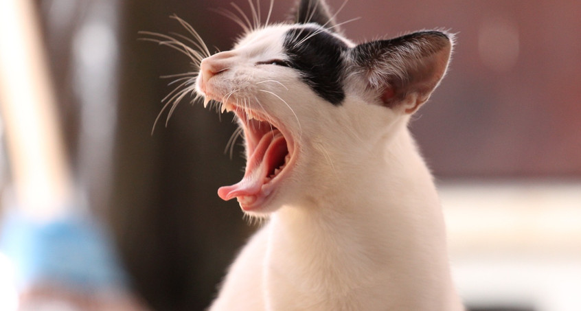 Schreiende Katze sorgt für Polizeieinsatz