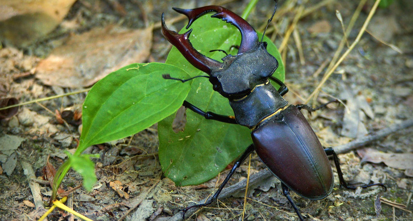 Naturschützer rufen zur Hirschkäfersuche auf