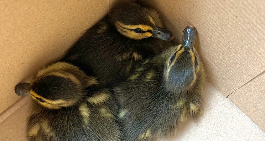 Tierische Rettungseinsätze der Polizei über Pfingsten 