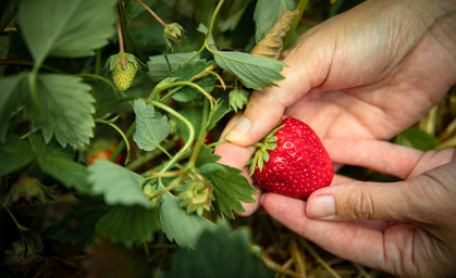 Giftige Verlockung im Körbchen: Viele Erdbeeren pestizidbelastet