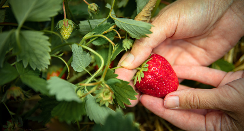 Giftige Verlockung im Körbchen: Viele Erdbeeren pestizidbelastet