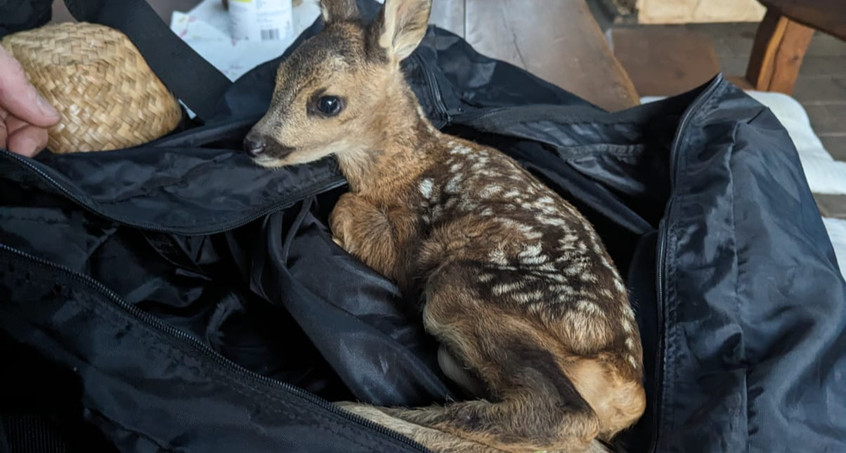 Rehkitz auf Abwegen: Autobahnpolizei rettet "Bambi" von A38